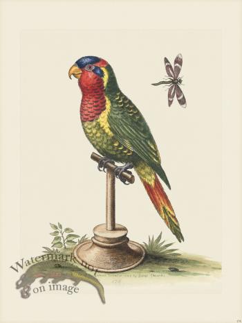 Edwards 174 The Lory-Parrakeet